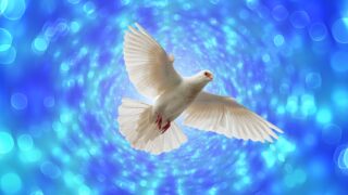 fliegende Taube am Himmel