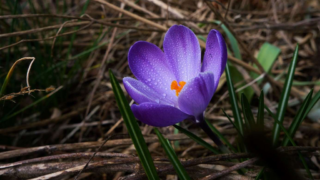 Blumenblüte in lila