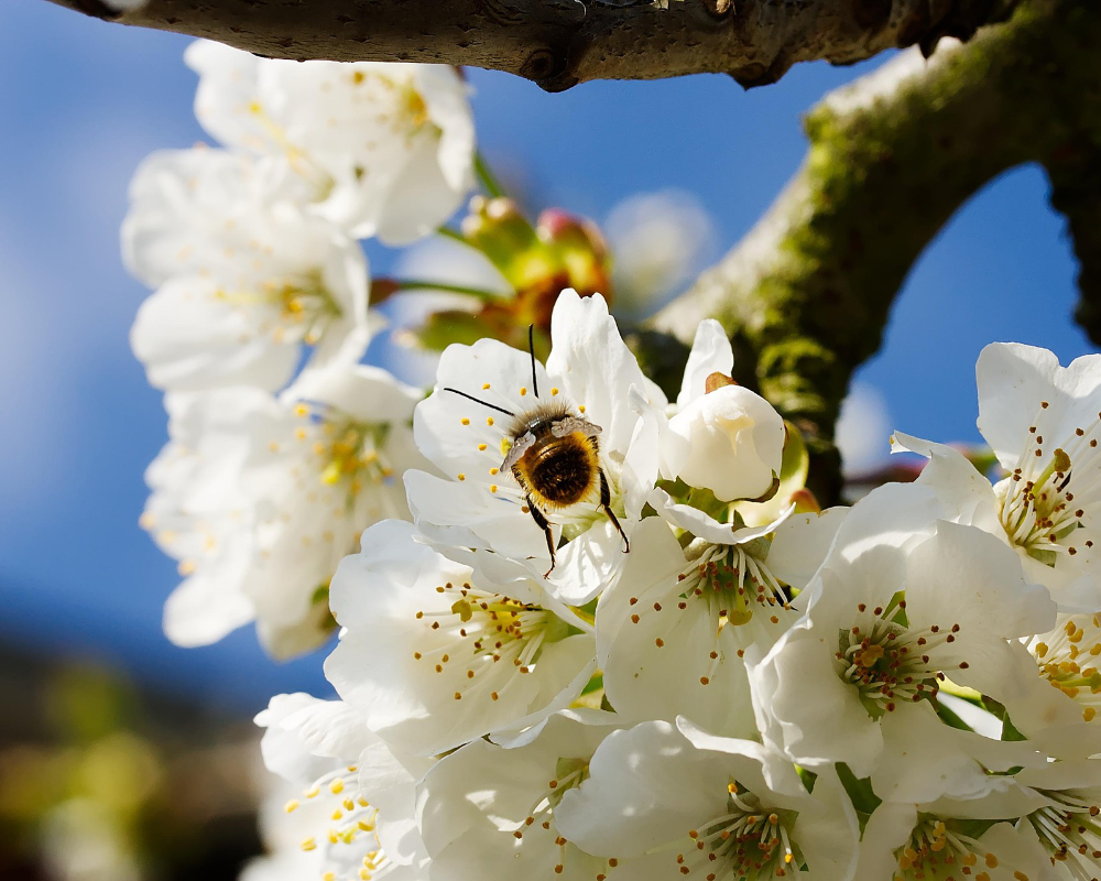 weiße geöffnete Blumenblüten