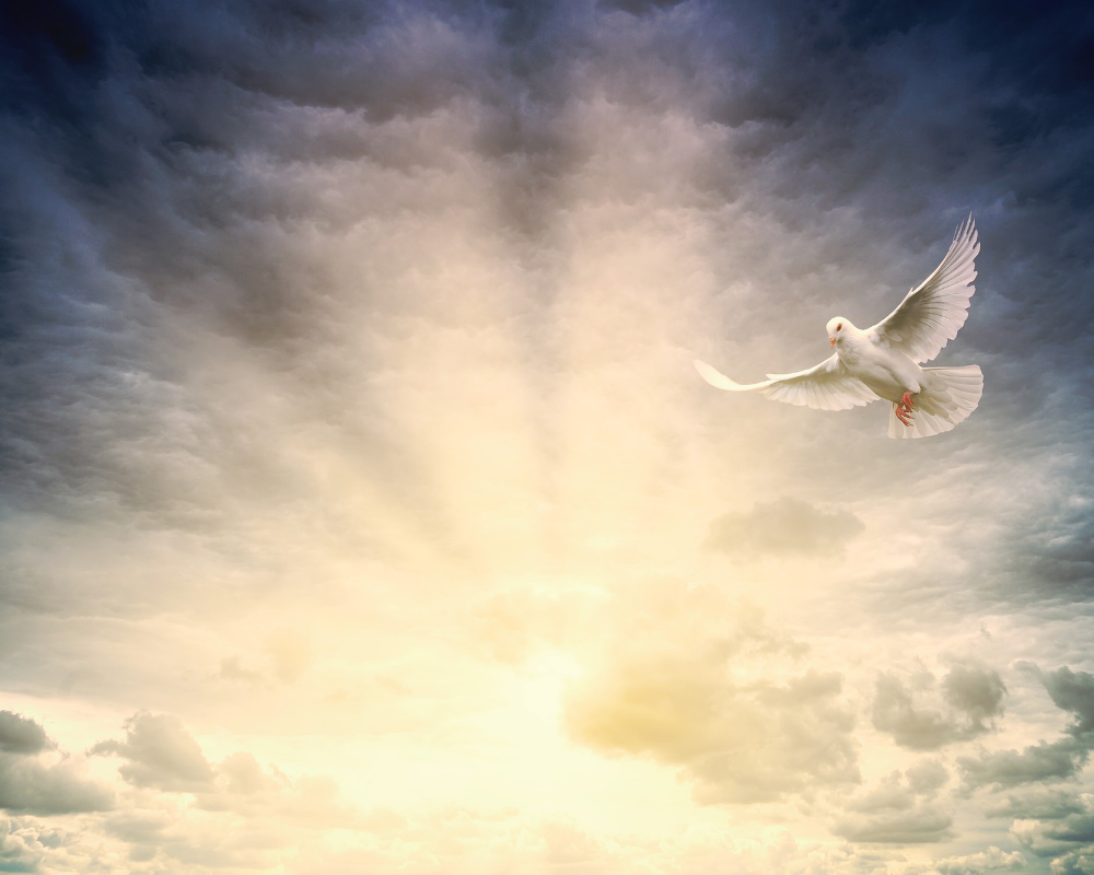 Himmel mit Wolken und weißer fliegender Taube