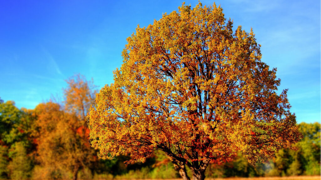 Baum mit Herbstlaub 