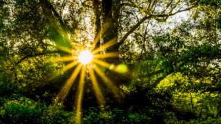 Sonne lugt zwischen Bäumen hervor