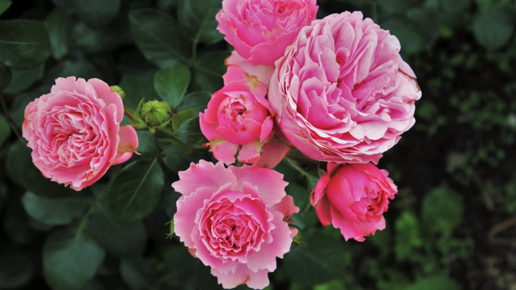blühende Rosen