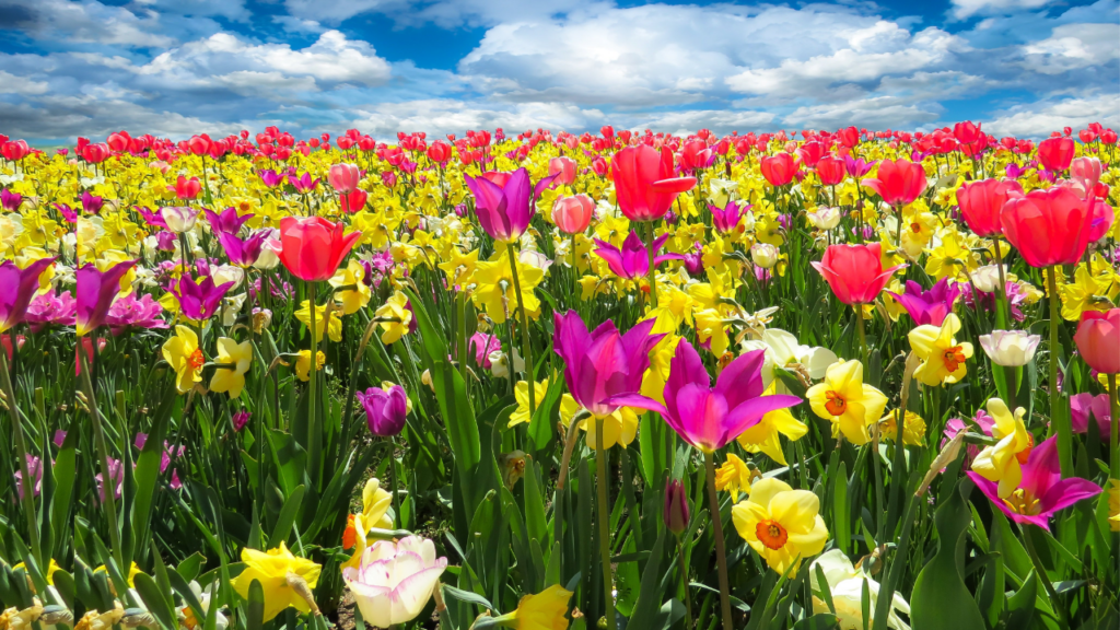 bunte Blumenwiese