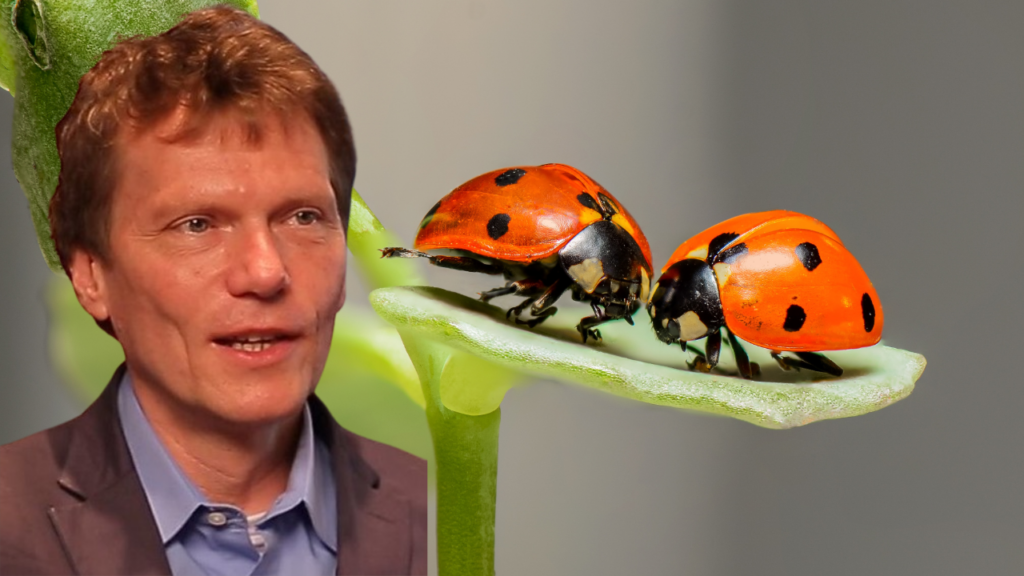 Mann neben zwei MAIKÄFERN