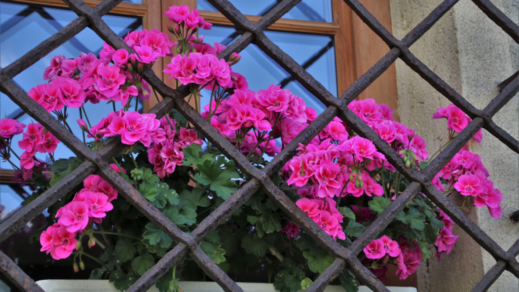 Holunderblüten hinter einem Gitter.