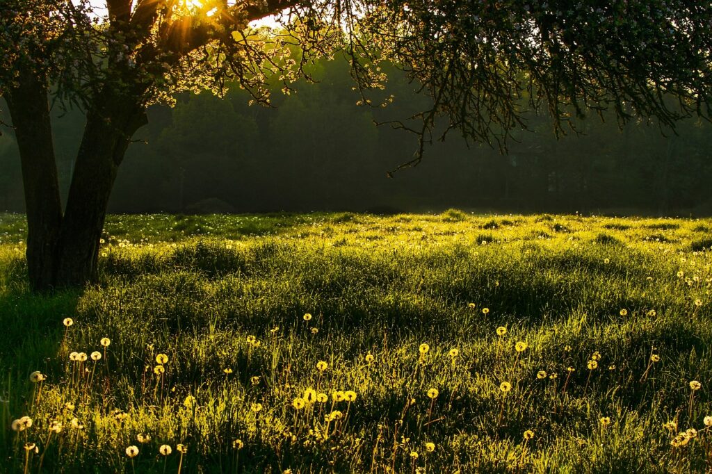 Wiese mit Baum und Blumen