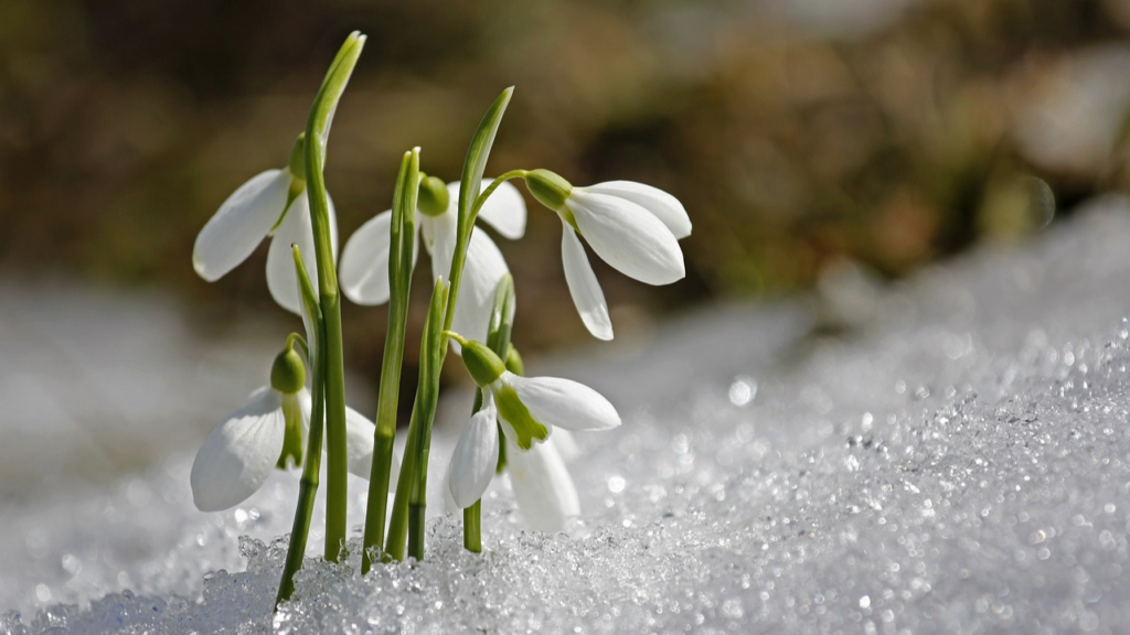 Schneeglöckchen sprießen aus dem Schnee