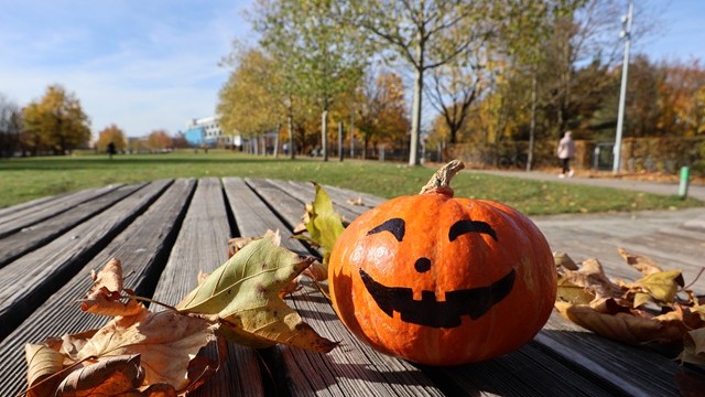 Kürbis mit Herbstblättern auf Halfpipe
